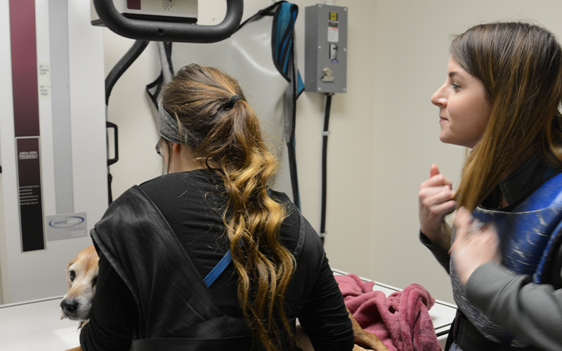 Veterinarian in Ebensburg Vets Near Me Ebensburg Animal Hospital