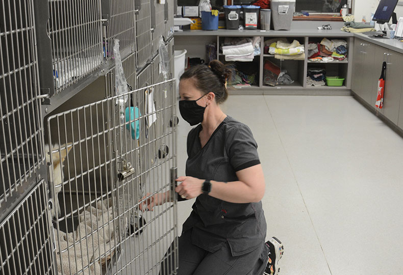 Pain Management Vet in Ebensburg Ebensburg Animal Hospital